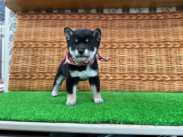 動画
