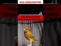 NADA DERING|RINGTONE|MASTERAN BURUNG SUARA KICAUAN KENARI  GACOR TEMBAKAN KASARAN