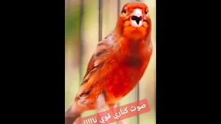تغريد كناري قوي الله يبارك 