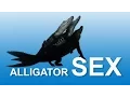 Alligator Sex 02 Time Lapse
