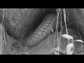 Download Lagu How Indian pangolin digs !!