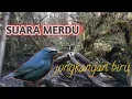Download Lagu Jongkangan Biru Suara sulingan dan Kemricik air, terapi masteran kicau