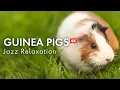 Lagu Mellow Moments: 4K Guinea Pigs with Smooth Jazz
