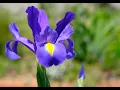 Mastering Iris Flower Classification with Python and Machine Learning