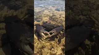 GIANT MUDCRAB: But watch ya back! 👀