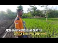 Download Lagu TANAMAN PADI PAK SUDIWANI SUDAH MULIAI MENGHIJO DI PUPUK POC