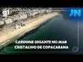 Lagu JN: Banhistas nadam no meio de cardume gigante em Copacabana