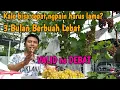Download Lagu Cara Agar Anggur Berbuah Lebat