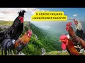 Download Lagu Uniknya Ayam Berkokok Panjang! Suara Merdu yang Bikin Kagum