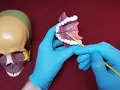 BI 151 Skull Anatomy 6 - Maxillae Lacrimal Palatine Bones