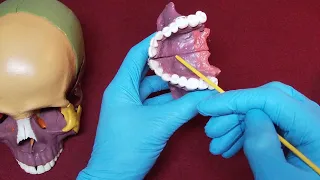 BI 151 Skull Anatomy 6 - Maxillae Lacrimal Palatine Bones