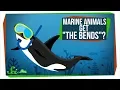 Why Don t Marine Animals Get The Bends