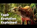 The Evolution of Tapirs