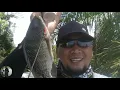 Download Lagu NILA BABOON KELUAR DARI SARANG MENDENGAR SIULAN |PASER IKAN #AGF