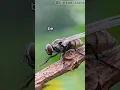 Why do flies rub their hands