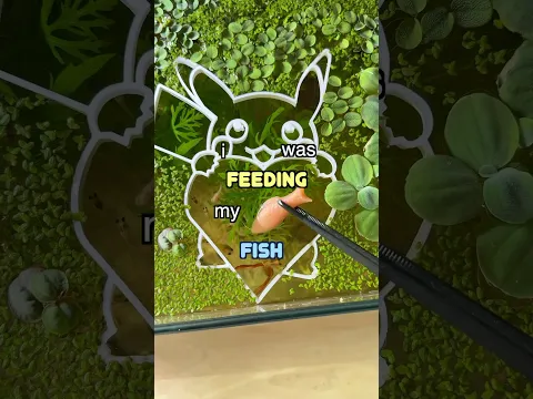 Why is my Fish so Fat? 🤰