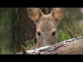 Download Lagu Discover the Netherlands' Most Beautiful animals!