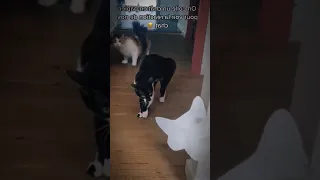 Cat Prank Cats Are Afraid Of Fake Cat 