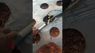 SIRAM SEMANGKA MUSIM PANAS