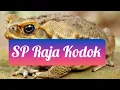 Download Lagu SP Raja Kodok