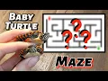 I Built a MAZE for my BABY TURTLES