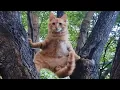 Download Lagu CATS: Bonkers Antics and Unpredictably Smart