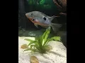 Firemouth growth over time 9 months