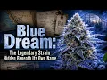 Blue Dream The Legendary Strain Hidden Beneath Its Own Name