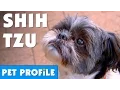 Shih Tzu Pet Profile Bondi Vet