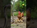 Download Lagu Circle of Life: Cobra Preys on Hatching Chick in the Wild!