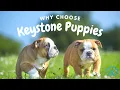 WHY CHOOSE KEYSTONE PUPPIES KEYSTONE PUPPIES