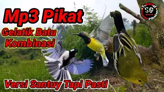 Download Suara Pikat Burung Gelatik Batu Kombinasi Nyerecet Ribut MP3