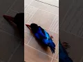 Download Lagu RELEASE BURUNG TENGKEK UDANG/CEKAKAK