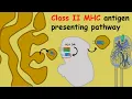 Class II MHC presentation pathway Class 2 MHC processing pathway Class 2 MHC immunology