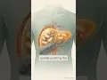 Your Liver Can Heal Itself Here s How