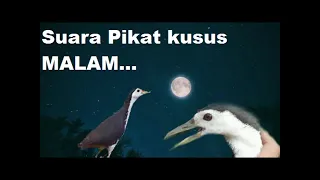 Download Suara pikat burung ruak-ruak di malam hari 100% ampuh MP3