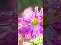 Download Lagu Beautiful melody to tears🌺🌹One of the best love songs🌺🌹Beautiful music Sergey Grischuk