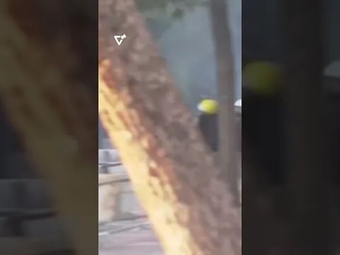 Kaos në Tiranë, përplasje dhe dhunë në çdo rrugë! Marrin zjarr pemët pranë qendrës