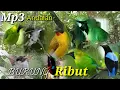 Download Lagu SUARA PIKAT BURUNG RIBUT UNTUK SEMUA BURUNG HUTAN