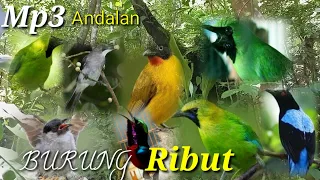 Download SUARA PIKAT BURUNG RIBUT UNTUK SEMUA BURUNG HUTAN MP3