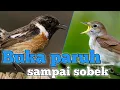 Download Lagu 5 jenis burung kecil bersuara merdu lebih merdu dari murai batu