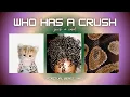 Download Lagu Who Has a Crush | Pick a Card 🫧⚡️🍏