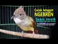 Download Lagu MASTERAN CUCAK JENGGOT  || NGEBREN || SUARA JERNIH. cocok Buat Murai Batu, Cucak Hijau Dan Kacer .