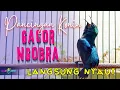 Download Lagu PANCINGAN KONIN GACOR NGOBRA | PANCINGAN KONIN AGAR BUNYI GACOR
