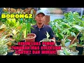Lagu BORONG2‼️KEBUN LUAS PENUH TANAMAN HIAS KOLEKSIAN CANTIK2 DAN MURAH2