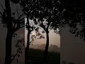 Download Lagu Good Morning ❤️(কুয়াশা গভীরে) #song #newsong #music #kuasha