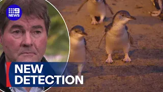 Bird flu detected in Aussie penguin 9 News Australia