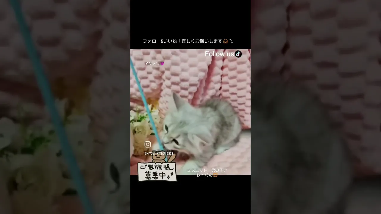 動画