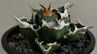                                                                  دندنها