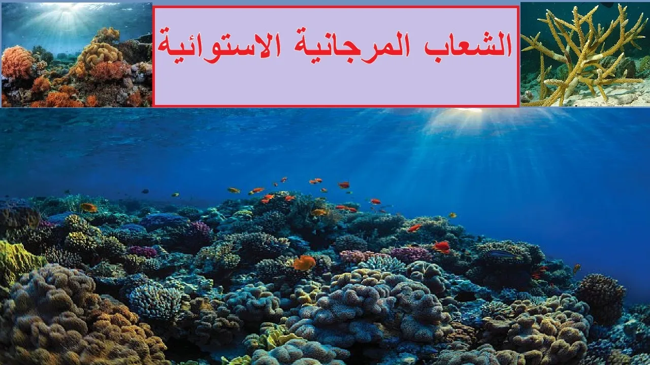 الشعاب المرجانية الاستوائية / العلوم البيئية / صف ثاني عشر / مناهج سلطنة عمان /كامبريدج/أ/ محمد صالح